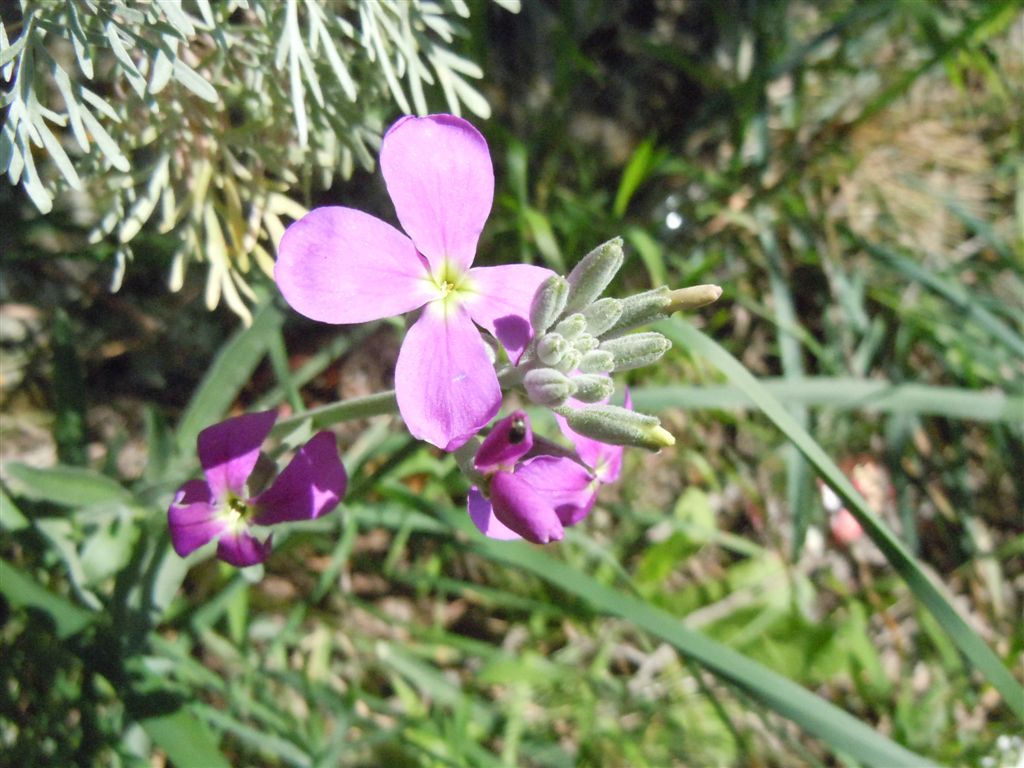 Capo Miseno (NA) : Matthiola incana